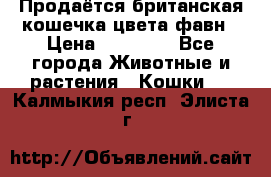 Продаётся британская кошечка цвета фавн › Цена ­ 10 000 - Все города Животные и растения » Кошки   . Калмыкия респ.,Элиста г.